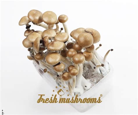 Magic Mushroom Grow Kit Golden Teacher Kosmic Kitchen