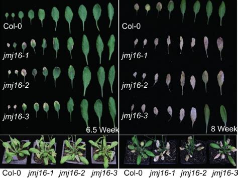 Leaf Senescence In Arabidopsis Thaliana Is Regulated By A Histone H3k4