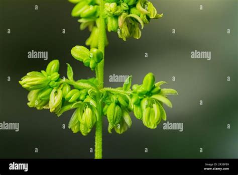 Close Up Male Cannabis Plant Showing Pollen Sacks Stock Photo Alamy