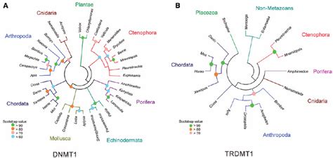 Genealogical Relationships Of DNMTs A Phylogenetic Analysis Of