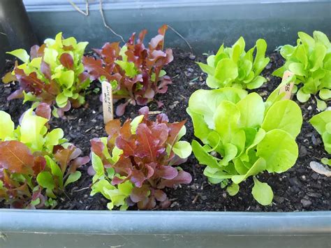 lettuce indoor garden - Gardening ABC