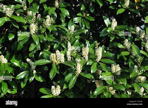 close-up of a flowering hedge of cherry laurel in bright morning sun Stock Photo - Alamy