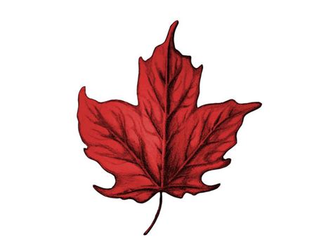 Maple Leaf Tattoo by darrinhenein on DeviantArt