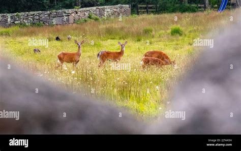 A Beautiful Shot Of A Herd Of Deer In A Field On The Marthas Vineyard