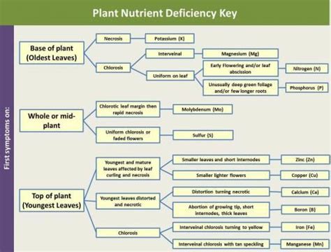 Six Steps To Identifying Nutrient Deficiencies In Ornamental Plants Artofit