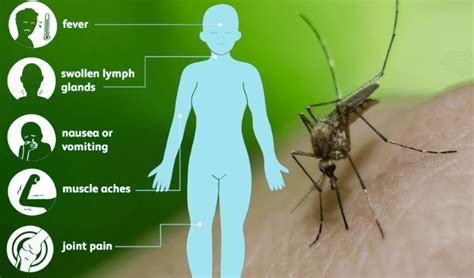 What Does A West Nile Virus Mosquito Bite Look Like