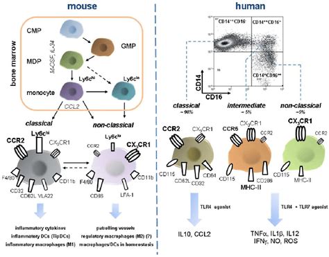 Development And Features Of Murine And Human Monocyte Subsets