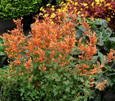 Agastache ‘Apricot Sunrise’ | Plant Profile – Sylvan Gardens Landscape ...