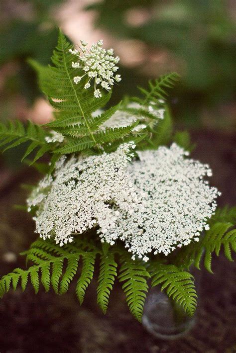 Ferns With Flowers – Beautiful Flower Arrangements and Flower Gardens