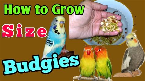 How To Grow Size Of Budgies Youtube