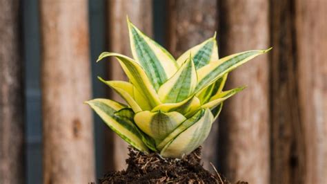 Sansevieria Enana C Mo Cuidar Esta Exclusiva Planta Decorativa Para