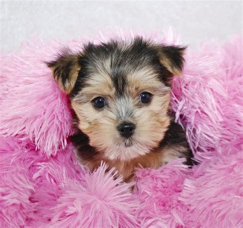 Yorkshire Terrier Maltese Mix