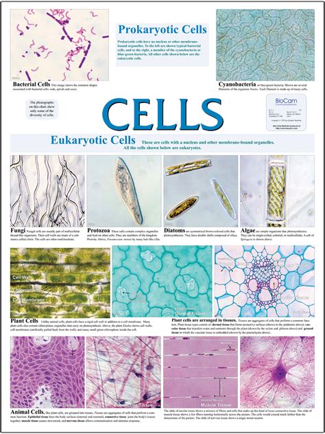 Cell Types Wall Chart | Flinn Scientific