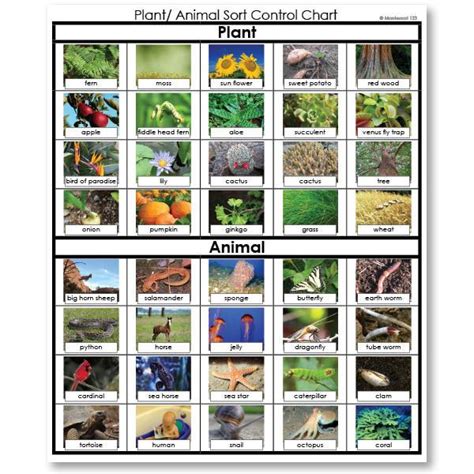 Plant Or Animal Sorting Cards Montessori123 Primary — Montessori 123