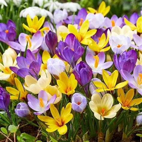 Amazon Votaniki Species Crocus Mix Bulbs Perennial Purple