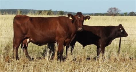 Lot 5 - BARANA DELL 3RD | AuctionsPlus