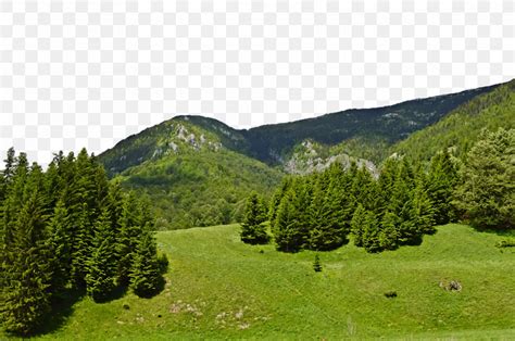 Conifers Tropical And Subtropical Coniferous Forests Mount Scenery