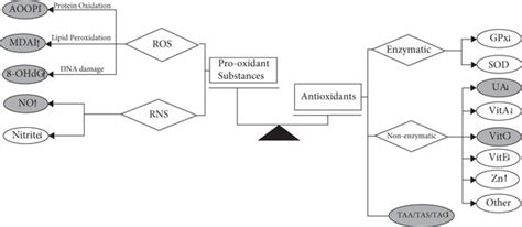 Schematic Representation Of The Oxidative Stress And Antioxidant