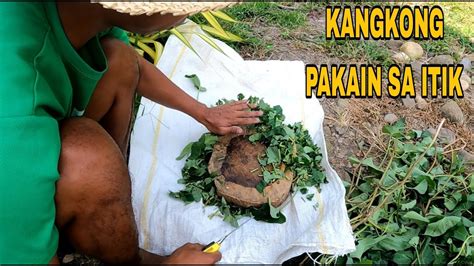 Kangkong Pakain Para Sa Mga Itik Youtube