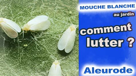 La Mouche Blanche Dans Les Cultures La Comprendre Et Comment