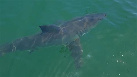 Shark Sighting At Avila Beach Kmph