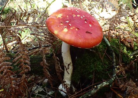 Amanita Muscaria Amanite Tue Mouches Ou Fausse Oronge Flickr