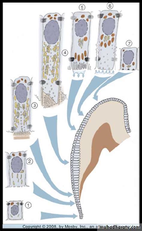 Oral histology pptx - د. سارة - Muhadharaty