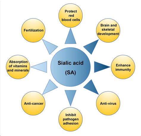 The Physiological Function Of Sialic Acid Sa Download Scientific