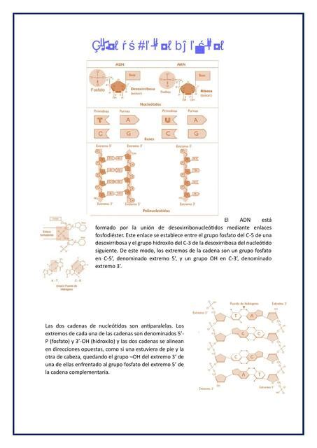 Tipos De Cido Nucleico Erica Af Udocz