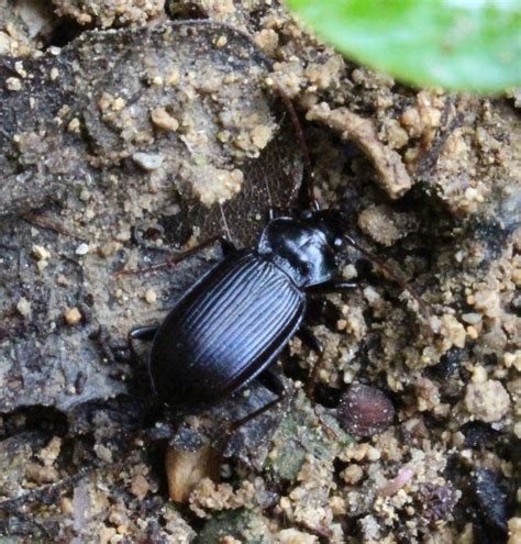 R F Insecta Coleoptera Carabidae Nebria Nebria