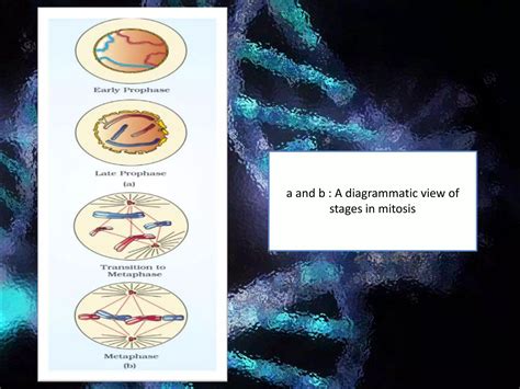 Mitosis With An Animated Explanation Of The Concept Ppt