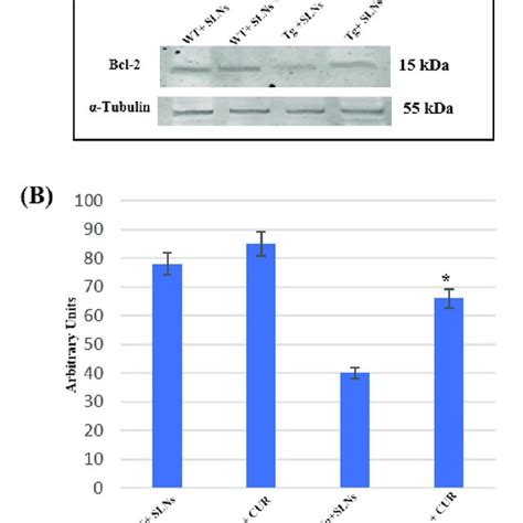 A Representative Immunoblots Analysis By Western Blotting For Bcl