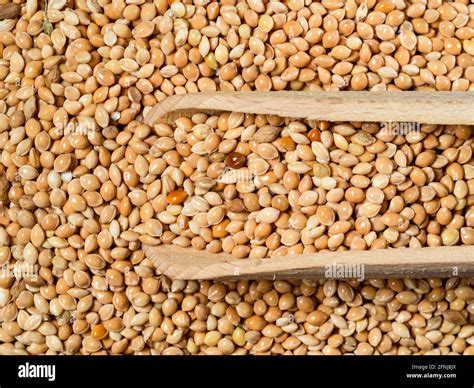 Top View Of Wood Scoop On Pile Of Unhulled Yellow Proso Millet Seeds