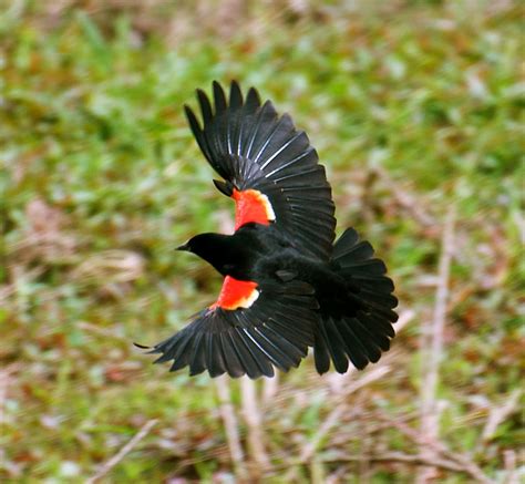 NW Bird Blog: Red-winged Blackbird