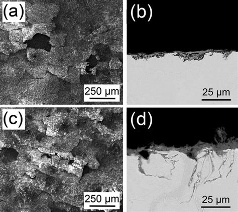 Surface And Cross Sectional Morphologies Of As Corroded Sac305 Solder