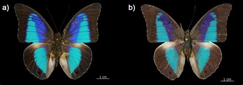 New Butterfly Species ID'ed by DNA | Live Science