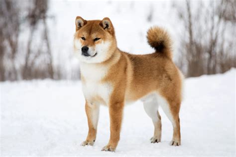 Shiba Inu Price Prediction Shib Breaks Past Resistance Heading To 002