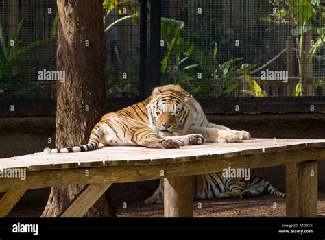 Victoria texas zoo hi-res stock photography and images - Alamy