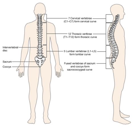 Module Vertebral Column Thoracic Cage And Trunk Wall Flashcards