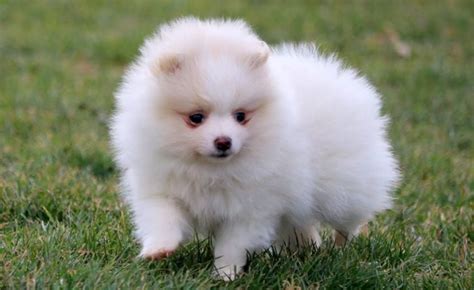 Pomeranian Puppies Price Range - Pets Lovers