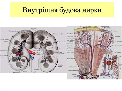Будова та розвиток сечової системи - презентация онлайн