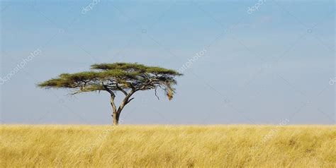 Acacia Tree