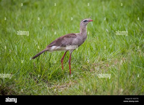 Red Legged Seriema Cariama Cristata Pantanal Mato Grosso Do Sul