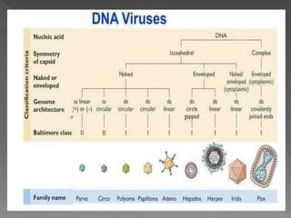 Classification of dna virus ppt | PPT