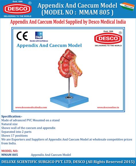 Appendix And Caecum Model Desco