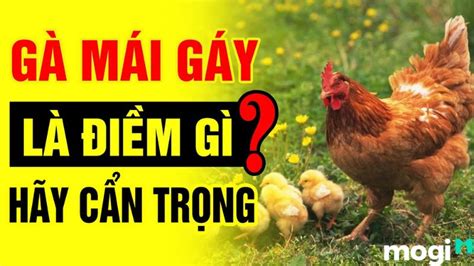 Gà Mái Gáy Là Điềm Tốt Hay Xấu Có Phải Hiện Tượng Lạ Không