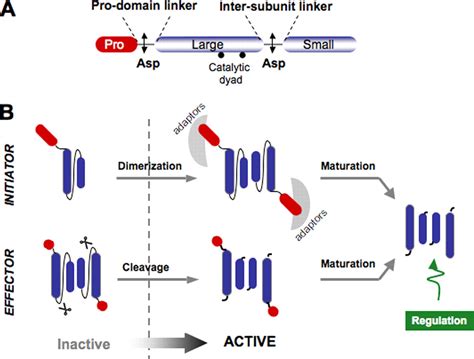 Human Caspases Activation Specificity And Regulation Journal Of