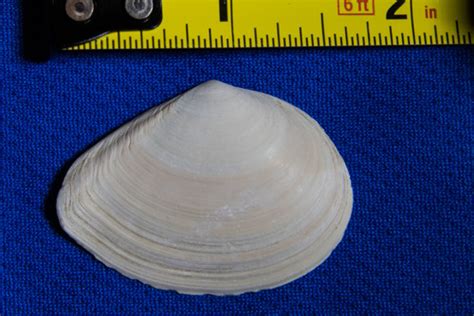 Bent Nosed Clam Carpinteria Salt Marsh Reserve California