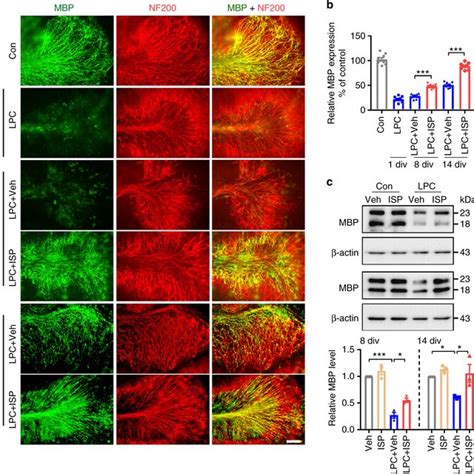 ISP Accelerates Remyelination In LPC Treated Organotypic Cerebellar