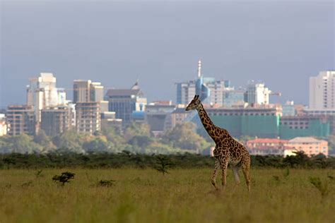 Discover the Best of Nairobi with These Top Attractions! - Incel Travel ...